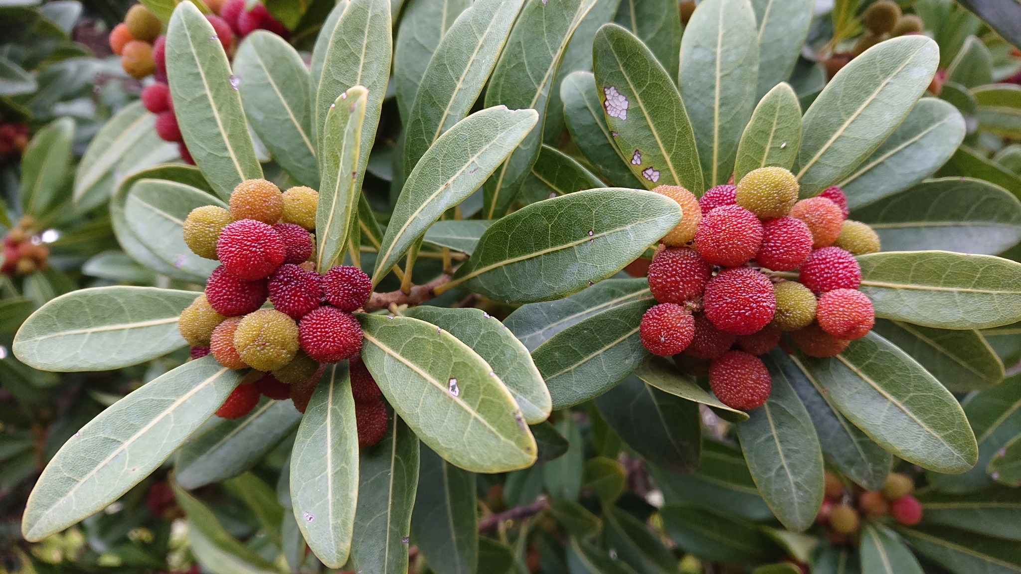 290．《ヤマモモ（山桃）》 | ニッセイ緑の財団ニュース